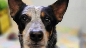 Illustration : Un chien d'assistance violenté par sa maîtresse attire l'attention d'un témoin qui alerte les autorités