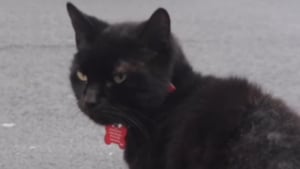 Illustration : Les visites assidues de ce chat noir au supermarché ne sont pas sa seule particularité (vidéo)