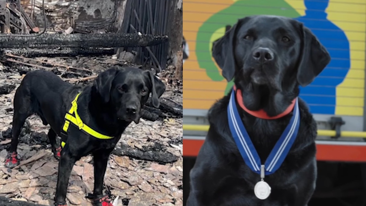 Illustration : "Retraite et distinction bien méritées pour Reqs, chien enquêteur ayant travaillé sur 500 incendies"