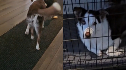 Illustration : Une adorable chienne de 15 ans retrouve son âme de chiot auprès de son nouveau petit frère (vidéo)