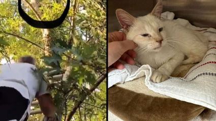 Illustration : Un chat passe 5 jours sans boire ni manger au sommet d’un arbre, un bon samaritain décide d’agir