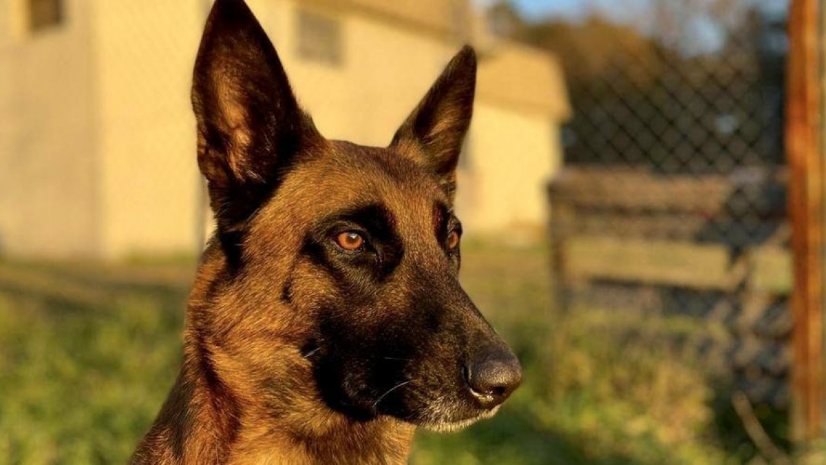 Illustration : "Une chienne à l’incroyable flair remonte la trace d’un nonagénaire recherché par les gendarmes"