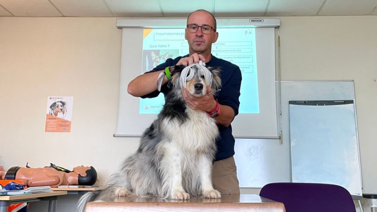 Illustration : "Des formations aux premiers secours pour chiens et chats proposées en Bourgogne-Franche-Comté"