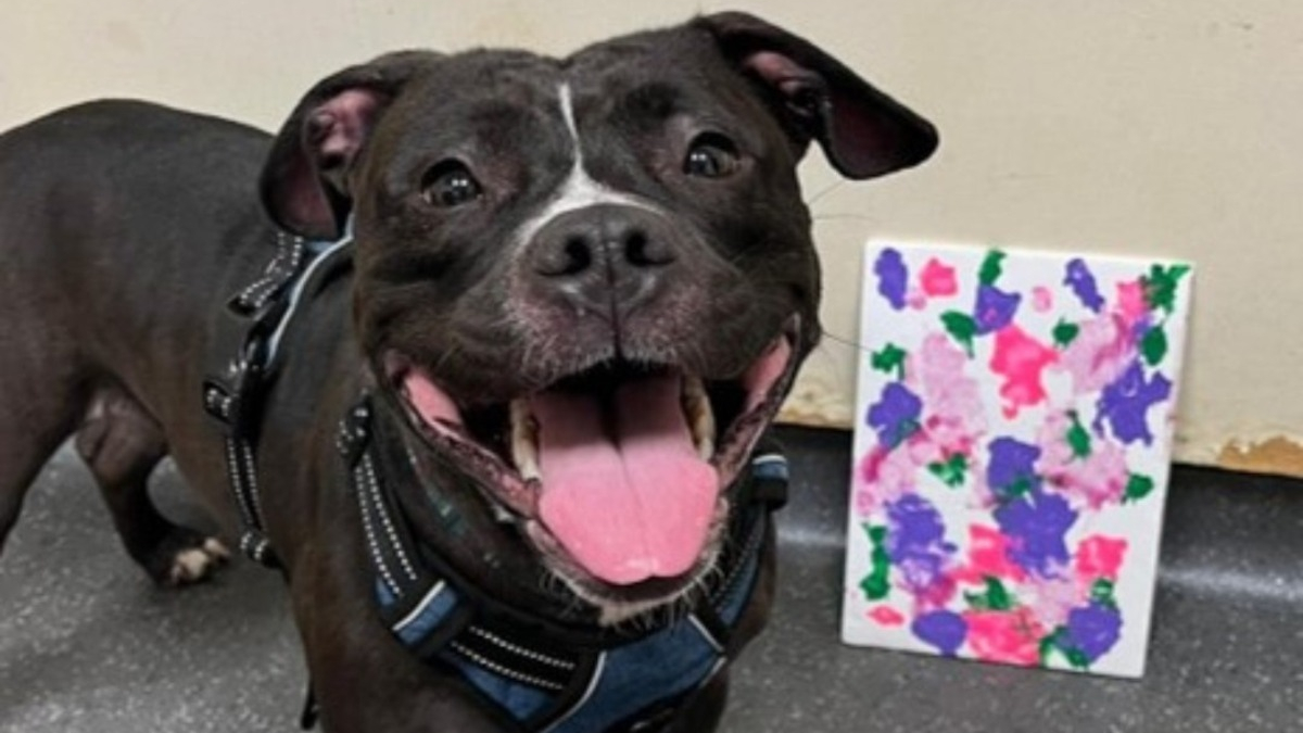 Illustration : "Des chiens artistes se mettent à la peinture pour aider leur refuge à se maintenir à flot"