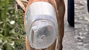 Illustration : Un chien errant s'étant coincé la tête dans un bocal échappe à ses sauveurs pendant 30 jours