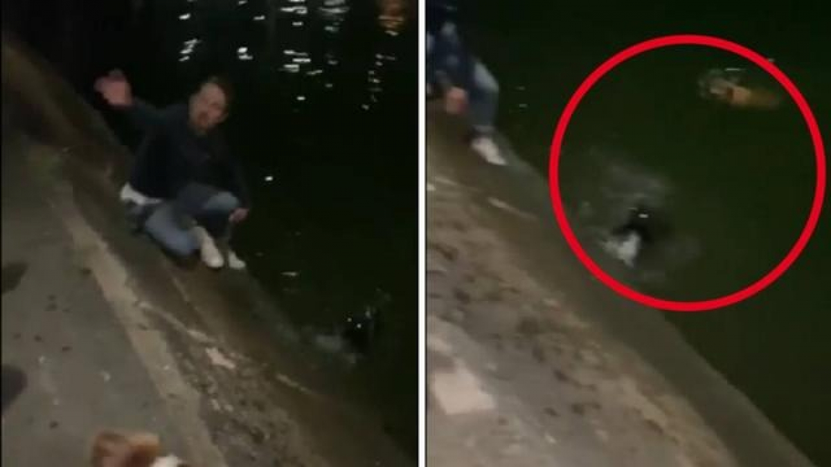 Illustration : "Un homme courageux n’hésite pas à se mettre à l’eau en pleine nuit pour sauver 2 chiens de la noyade "