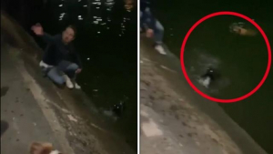 Illustration : Un homme courageux n’hésite pas à se mettre à l’eau en pleine nuit pour sauver 2 chiens de la noyade 