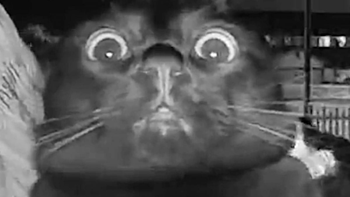 Illustration : "L’expression faciale hilarante de ce chat lorsqu’il entend sa propriétaire l’appeler à travers l’interphone (vidéo)"