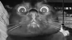 Illustration : L’expression faciale hilarante de ce chat lorsqu’il entend sa propriétaire l’appeler à travers l’interphone (vidéo)