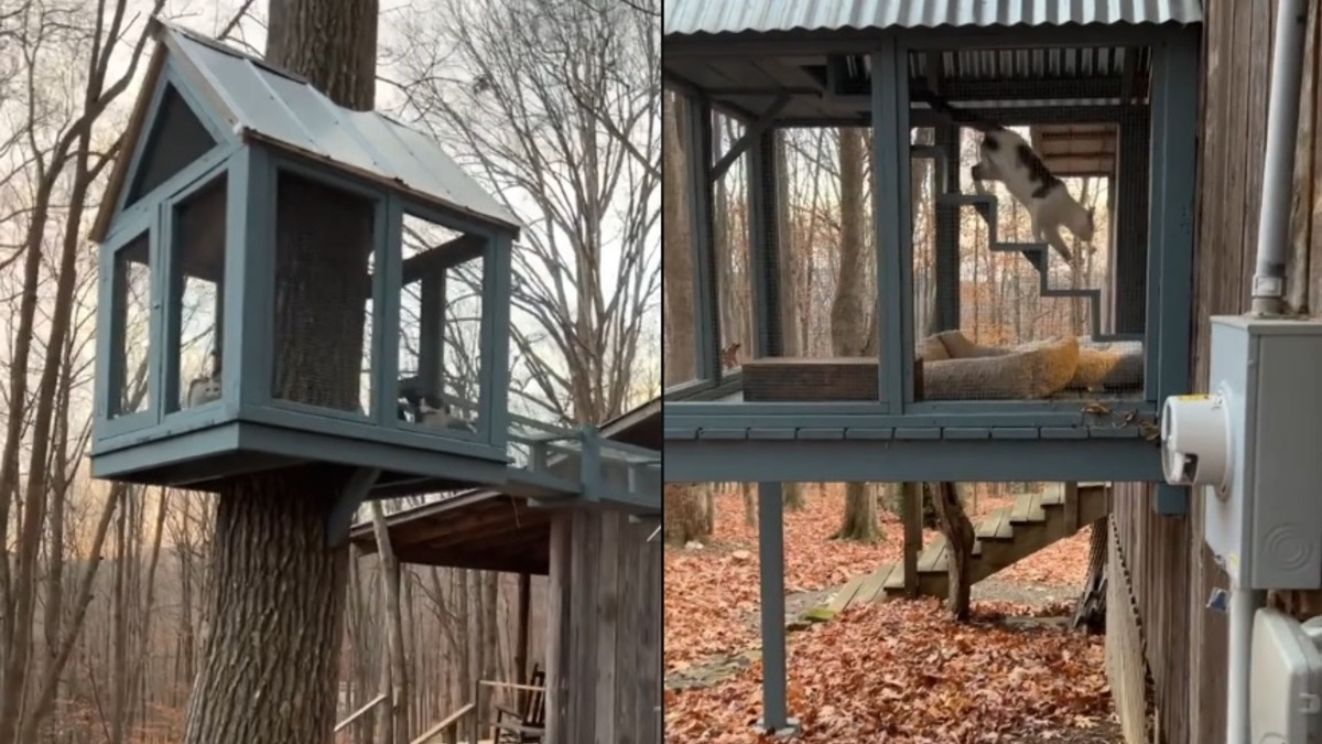 Illustration : "La cabane dans les arbres et le catio de ce refuge pour chats ont de quoi faire des envieux (vidéo)"