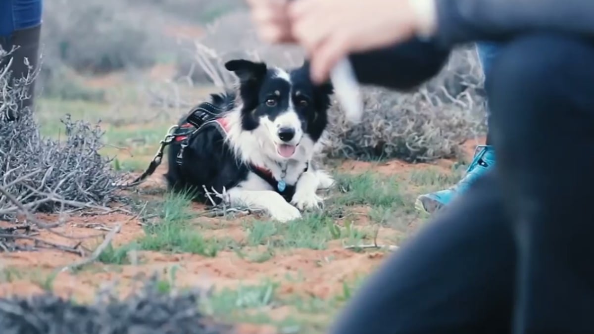 Illustration : "Comment le flair d'une chienne a permis de retrouver une espèce animale invisible depuis 90 ans"