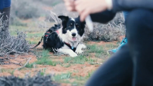 Illustration : Comment le flair d'une chienne a permis de retrouver une espèce animale invisible depuis 90 ans