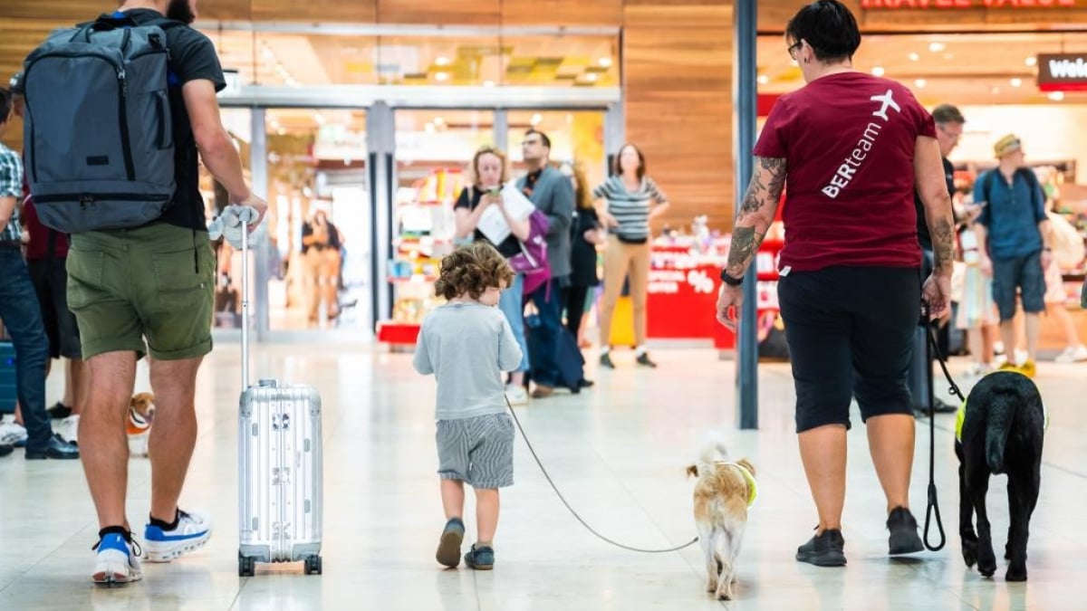 Illustration : "Ces 3 chiens de soutien travaillent dans un aéroport allemand pour apaiser les voyageurs et apporter de la bonne humeur "