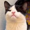 Illustration : Un chat rejeté car malade et une femme menant son propre combat pour la vie décident de relever ces défis ensemble