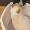 Illustration : Quand un chat mâle défie les stéréotypes en soutenant sa compagne pendant qu'elle allaite leurs petits (vidéo)