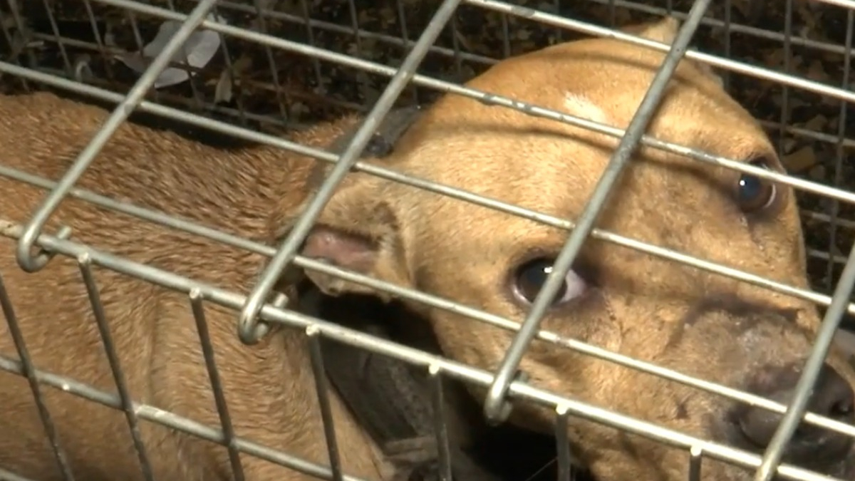 Illustration : "Des dizaines de chiens maltraités découverts lors d'une opération de police contre les combats canins"