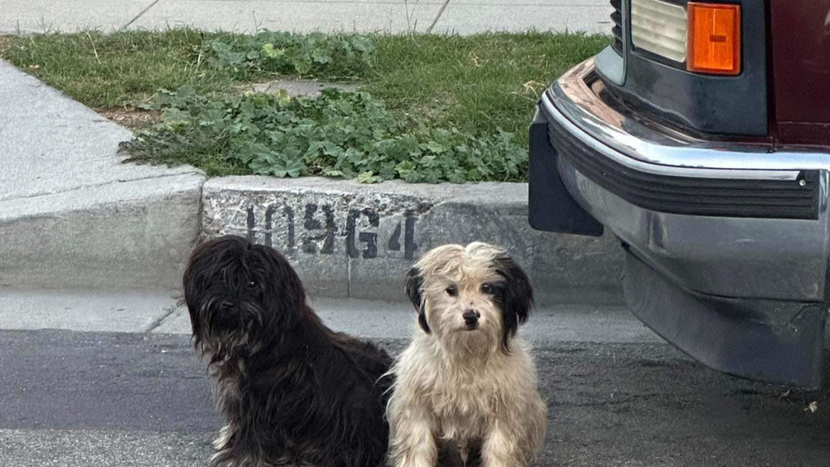 Illustration : "Malgré l’aide des bienfaiteurs, 2 chiens inséparables refusent de quitter l’endroit où ils ont vu leur maître pour la dernière fois"