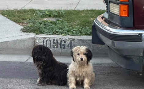 Malgré l’aide des bienfaiteurs, 2 chiens inséparables refusent de quitter l’endroit où ils ont vu leur maître pour la dernière fois