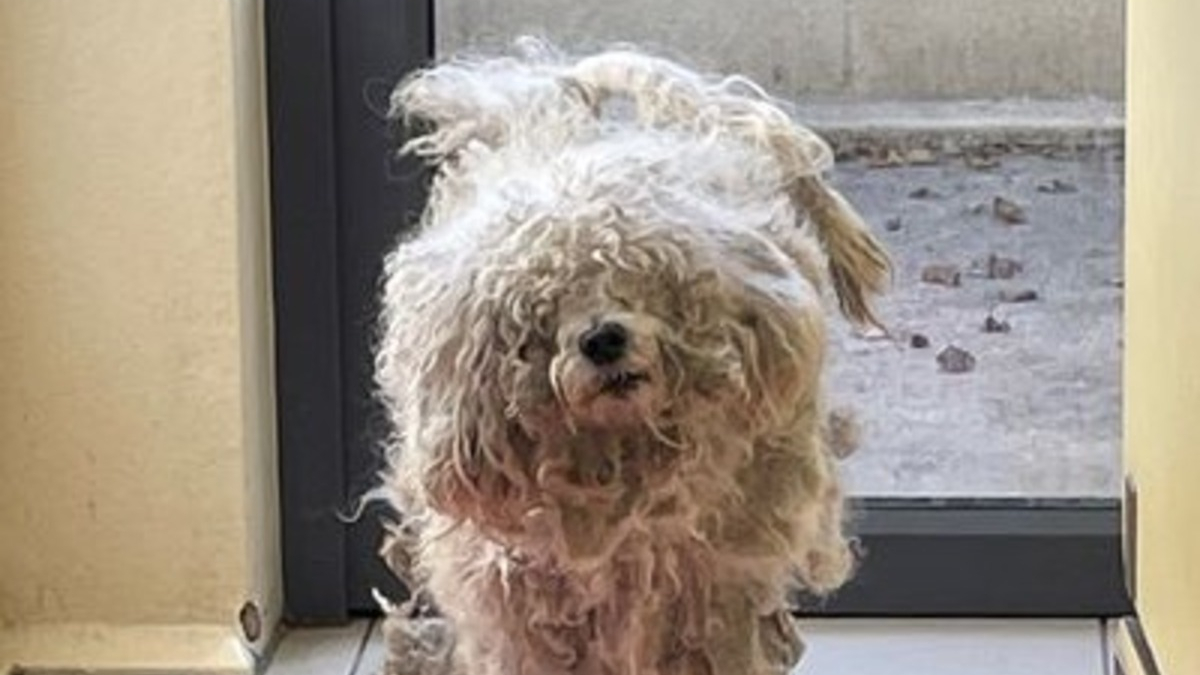Illustration : "La transformation radicale d'Acorn, chien abandonné au pelage si négligé qu'un jouet y était caché"