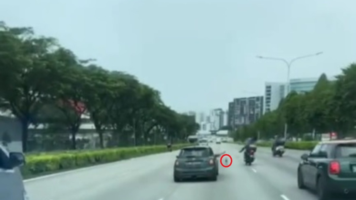 Illustration : "Automobilistes, motards et policiers joignent leurs efforts en voyant un chien courir seul sur la route (vidéo)"