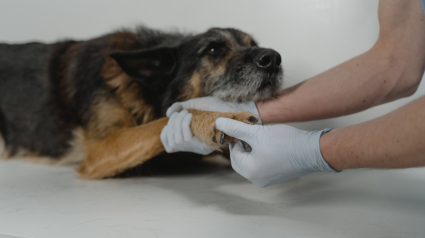 Illustration : Un médicament susceptible de prolonger la vie des chiens d’au moins une année pourrait être disponible sur le marché dès 2026
