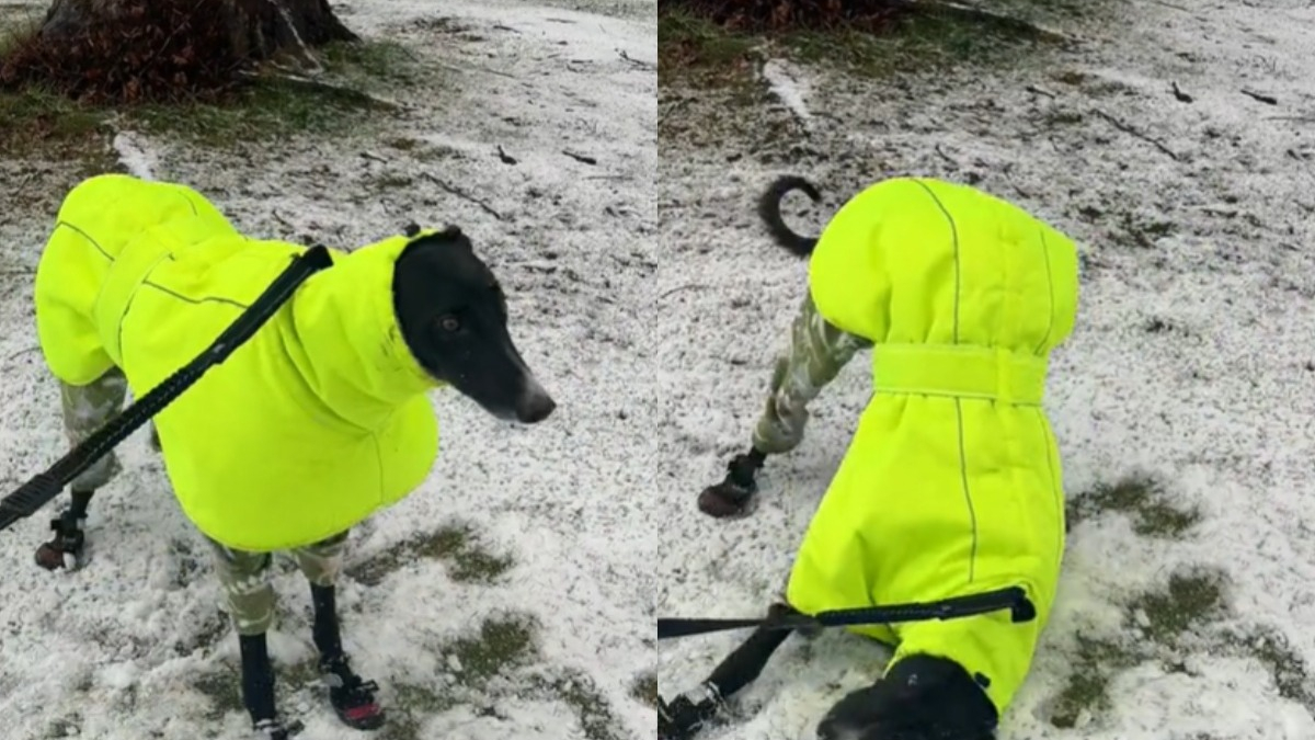 Illustration : "Un chien de refuge découvre la neige pour la première fois et fait fondre les cœurs sur internet (vidéo)"