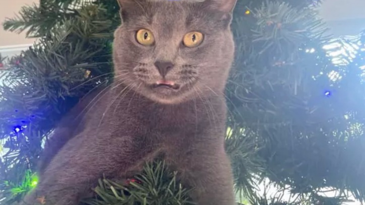 Illustration : "14 photos de chats qui ont fait regretter à leurs propriétaires d'avoir ressorti le sapin de Noël"