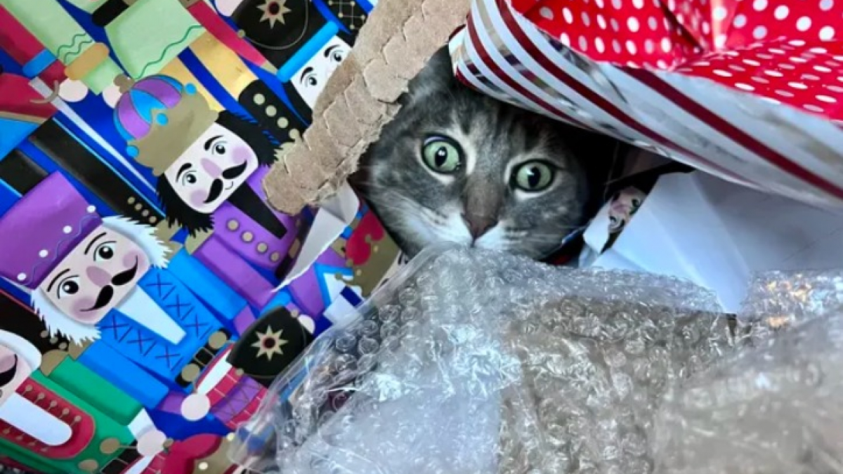 Illustration : "19 chats qui vouent une véritable fascination pour les emballages cadeaux de Noël"