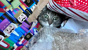 Illustration : 19 chats qui vouent une véritable fascination pour les emballages cadeaux de Noël