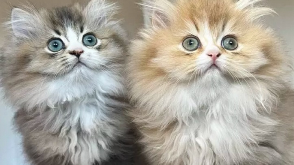 18 photos de chats au pelage si moelleux qu'on les confondrait avec des  peluches
