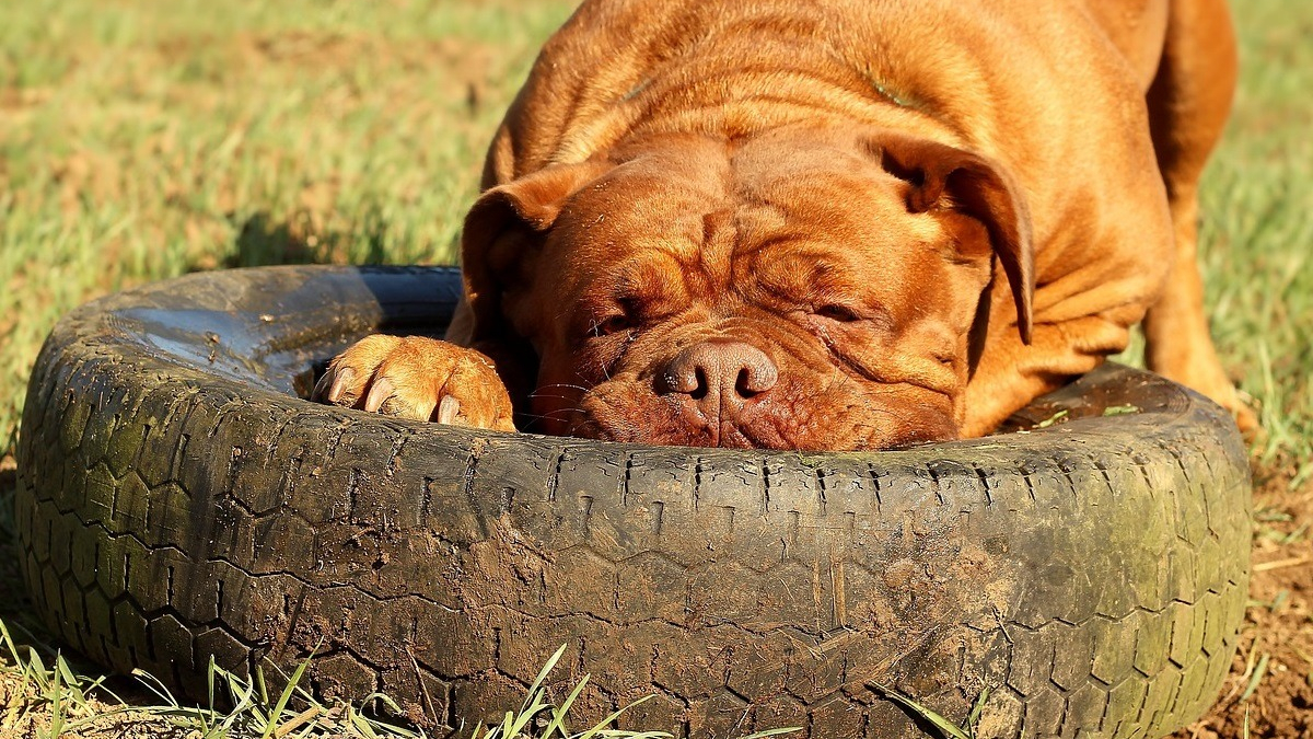 Illustration : "L'insolite coupable derrière les dégâts sur plusieurs voitures : Un chien endolori nommé Billy"