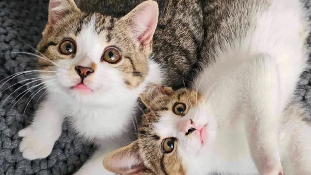 Illustration : "2 chatons ayant perdu leur mère puis leur sœur traversent ensemble les épreuves de la vie"