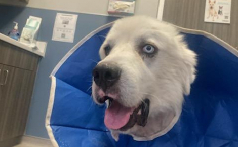 Casper le chien de berger nommé pour un prix prestigieux un an après avoir affronté 11 coyotes menaçant son troupeau