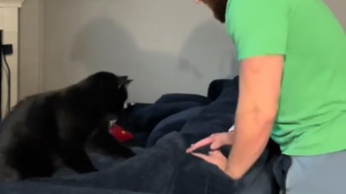 Illustration : "Quand un chat expert en pétrissage décide de partager son savoir-faire avec son humain (vidéo)"