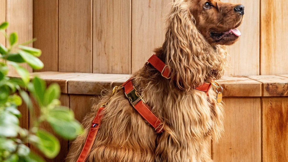 Illustration : "French Bandit et Brach Paris dévoilent une collection unique d’accessoires pour chien et créent la rencontre entre le luxe canin et l'art de vivre parisien"
