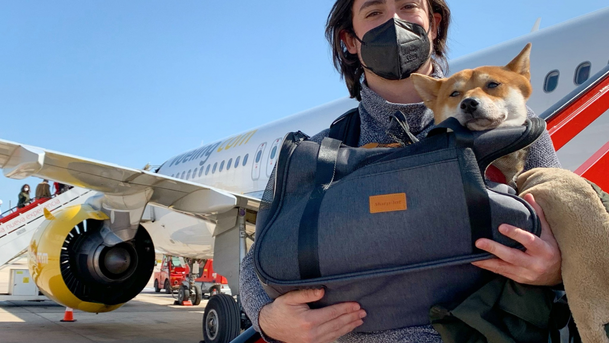 Illustration : "Une compagnie aérienne ajoute de délicieuses friandises à sa carte pour les chiens voyageant en cabine"