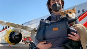 Illustration : "Une compagnie aérienne ajoute de délicieuses friandises à sa carte pour les chiens voyageant en cabine"
