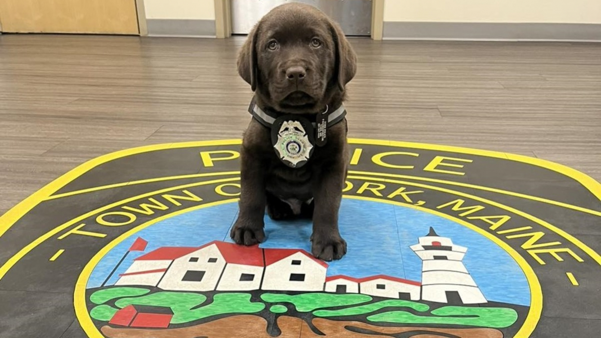 Illustration : "Major entame à peine ses fonctions de chien de soutien émotionnel chez la police qu'il est déjà une star"