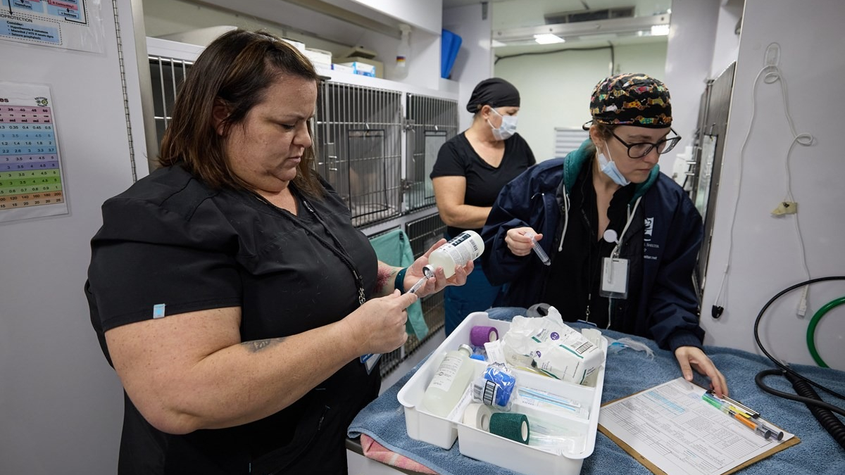 Illustration : "Une clinique vétérinaire mobile se déplace dans les refuges de sans-abris pour offrir des soins à leurs animaux de compagnie "