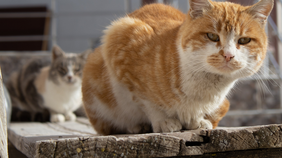 Illustration : "Un don conséquent a permis le lancement d’un projet inédit en France : une ferme pouvant accueillir jusqu’à 200 chats"