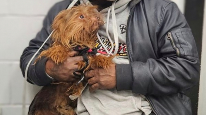 Illustration : Des bénévoles découvrent un chien errant et apprennent via sa puce qu'il a disparu 5 ans plus tôt