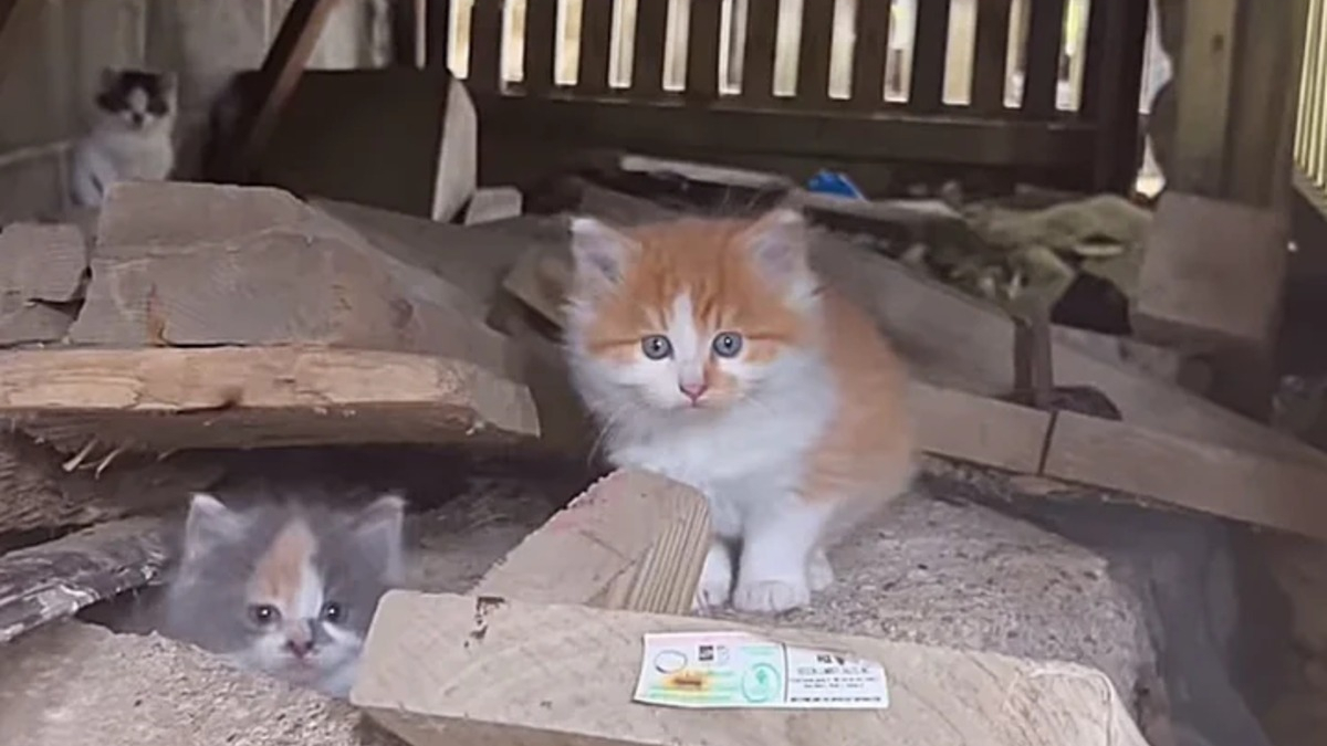 Illustration : "Une bénévole déterminée tente de gagner la confiance de chatons méfiants dont un à la santé très fragile"