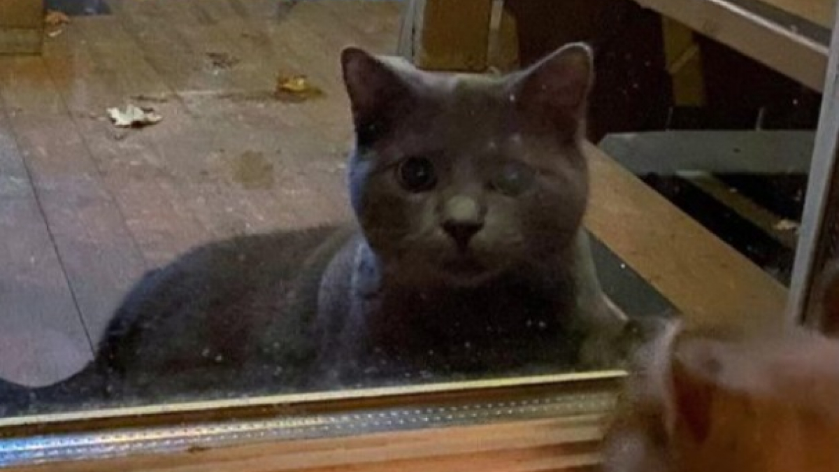Illustration : "Ce chat errant, qui enviait la vie de ses congénères domestiques en les voyant par la fenêtre, a touché le cœur d’une bienfaitrice "