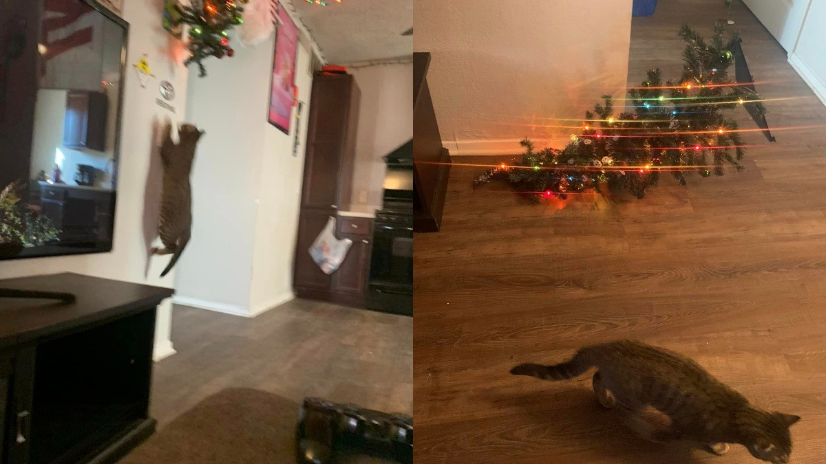 Illustration : "Il pensait avoir trouvé le moyen de protéger son sapin de Noël, mais c’était sans compter la détermination de son chat"