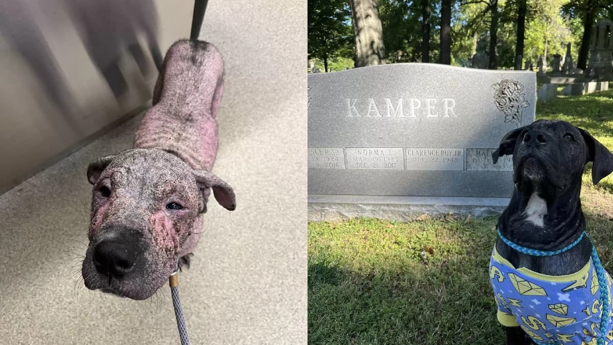 Illustration : "La nouvelle vie de Kamper, chiot découvert seul et sans poil dans un cimetière"