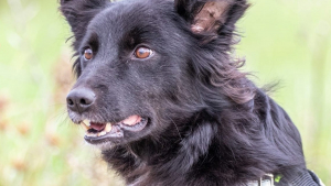 Illustration : Kimba le chien policier lancé à la recherche d'un octogénaire perdu dans la forêt où il coupait son bois de chauffage