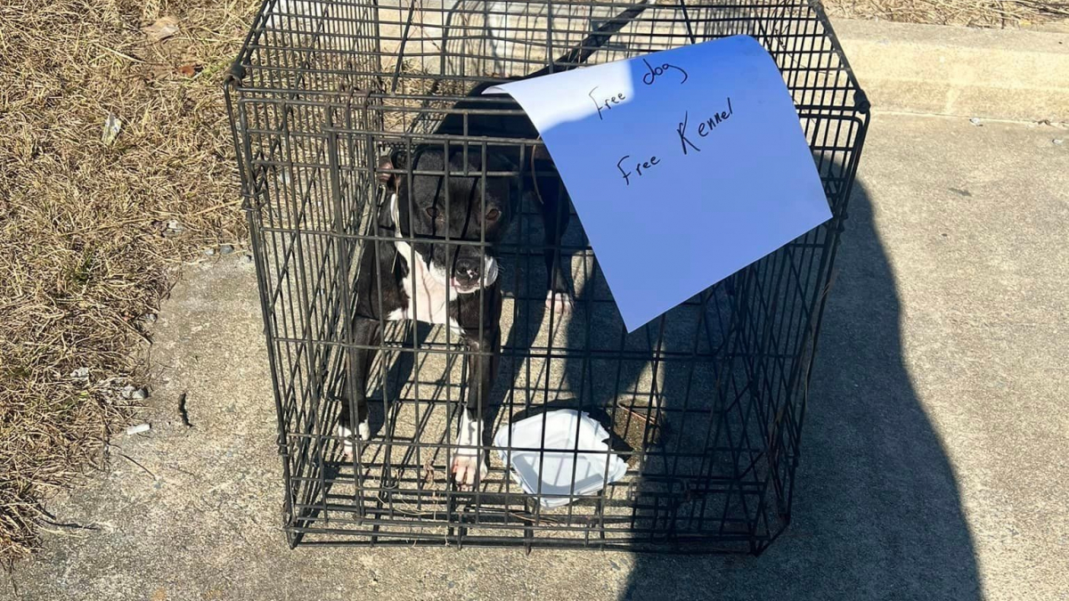 Illustration : "Un propriétaire abandonne sa chienne dans une cage au bord de la route et rédige un mot sur un ton détaché"