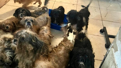 Illustration : Une association découvre 40 chiens dans un état catastrophique entassés dans une maison