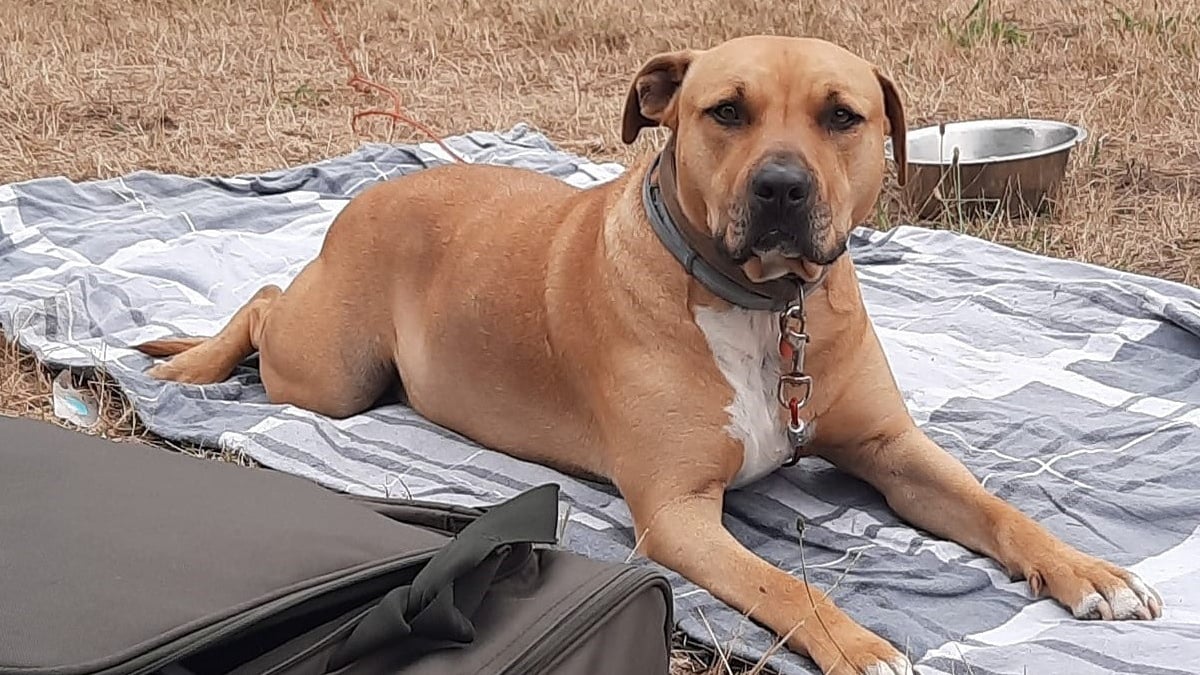 Illustration : "Le parcours tumultueux d'un chien confié à un dogsitter et s'étant retrouvé au refuge au grand dam de sa maîtresse"