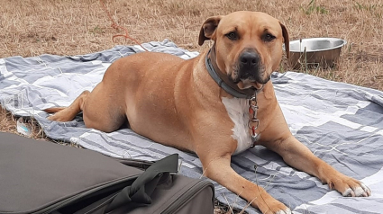 Illustration : Le parcours tumultueux d'un chien confié à un dogsitter et s'étant retrouvé au refuge au grand dam de sa maîtresse